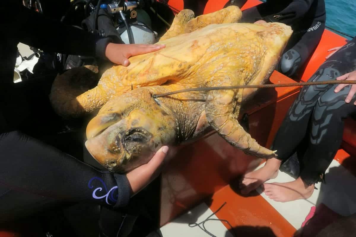 Shocking photo shows endangered sea turtle with speargun piercing its neck