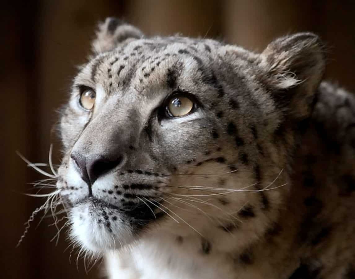 Snow leopard shot dead after escaping its enclosure at UK Zoo