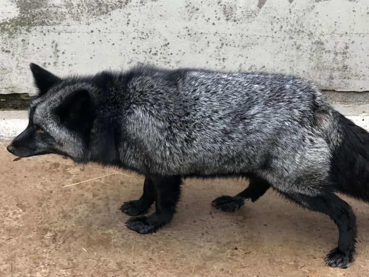 Extremely rare silver fox is being looked after by the RSPCA after it was discovered in a garden