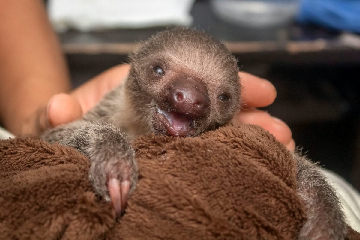 This baby sloth is too cute