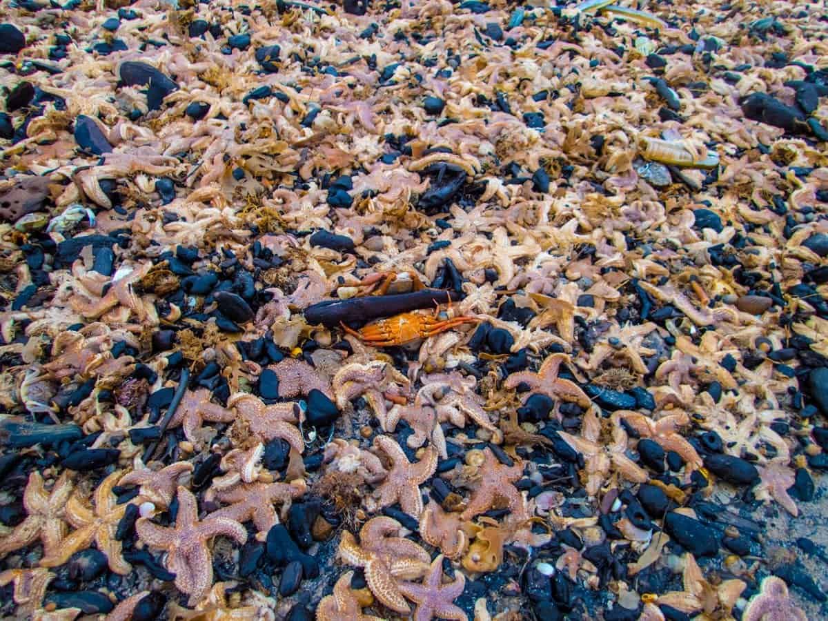 Tens of thousands of starfish wash up on beach after stormy weather