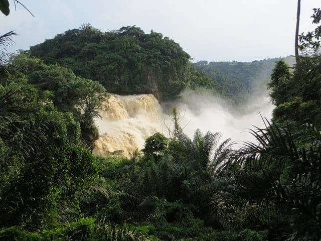 Plant native to one of world’s largest jungles could hold key to combating deadly pancreatic cancer