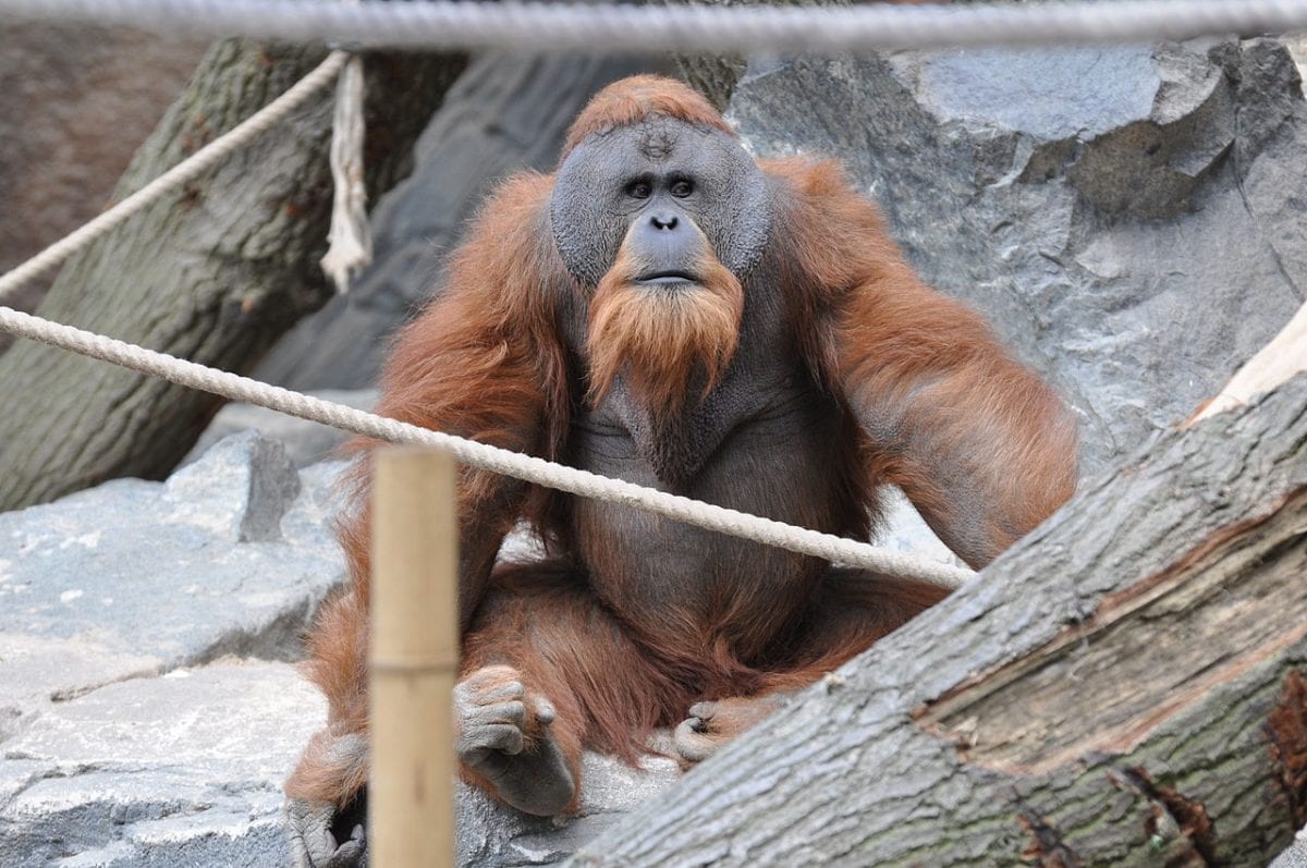 Orangutan numbers ‘continue to decline – despite Indonesian claims’