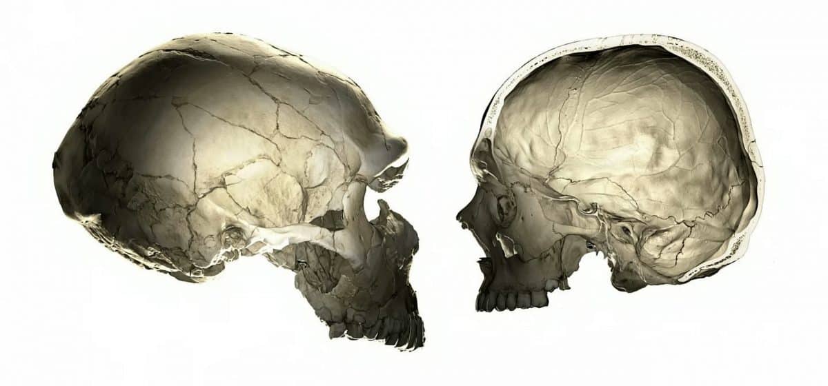 Interbreeding with Neanderthals thousands of years ago has left us with flatter heads