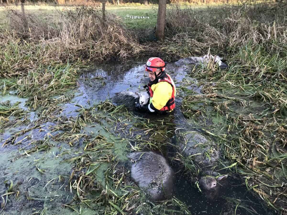 Flock of sheep caused motorway to be closed after they got stuck in freezing river