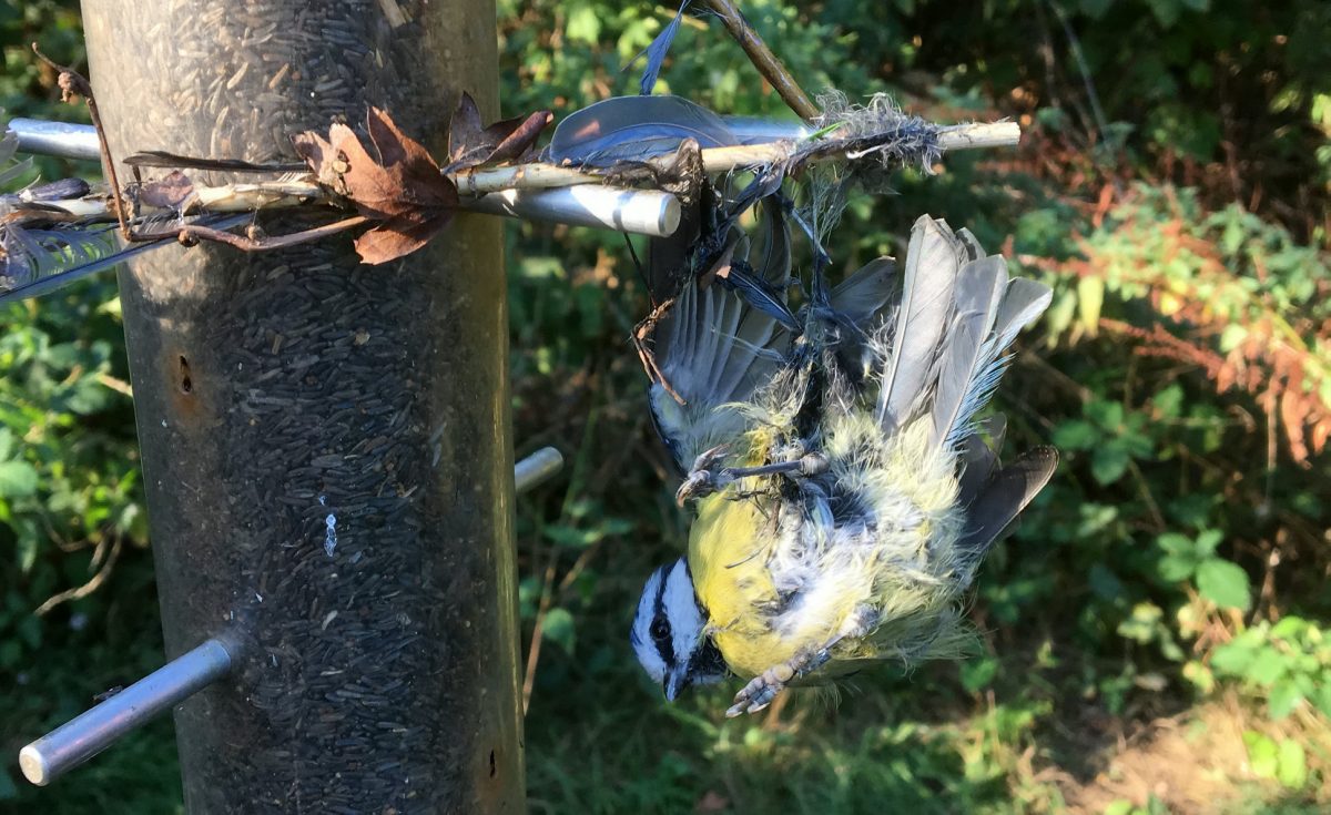 Cruel illegal glue traps on bird feeders have been set in nature reserve