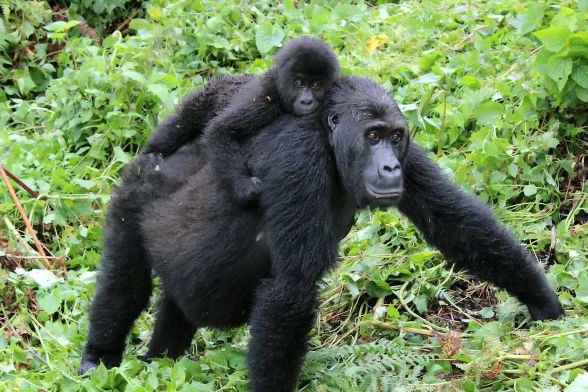 World’s biggest gorilla developing webbed feet as result of inbreeding among dwindling population
