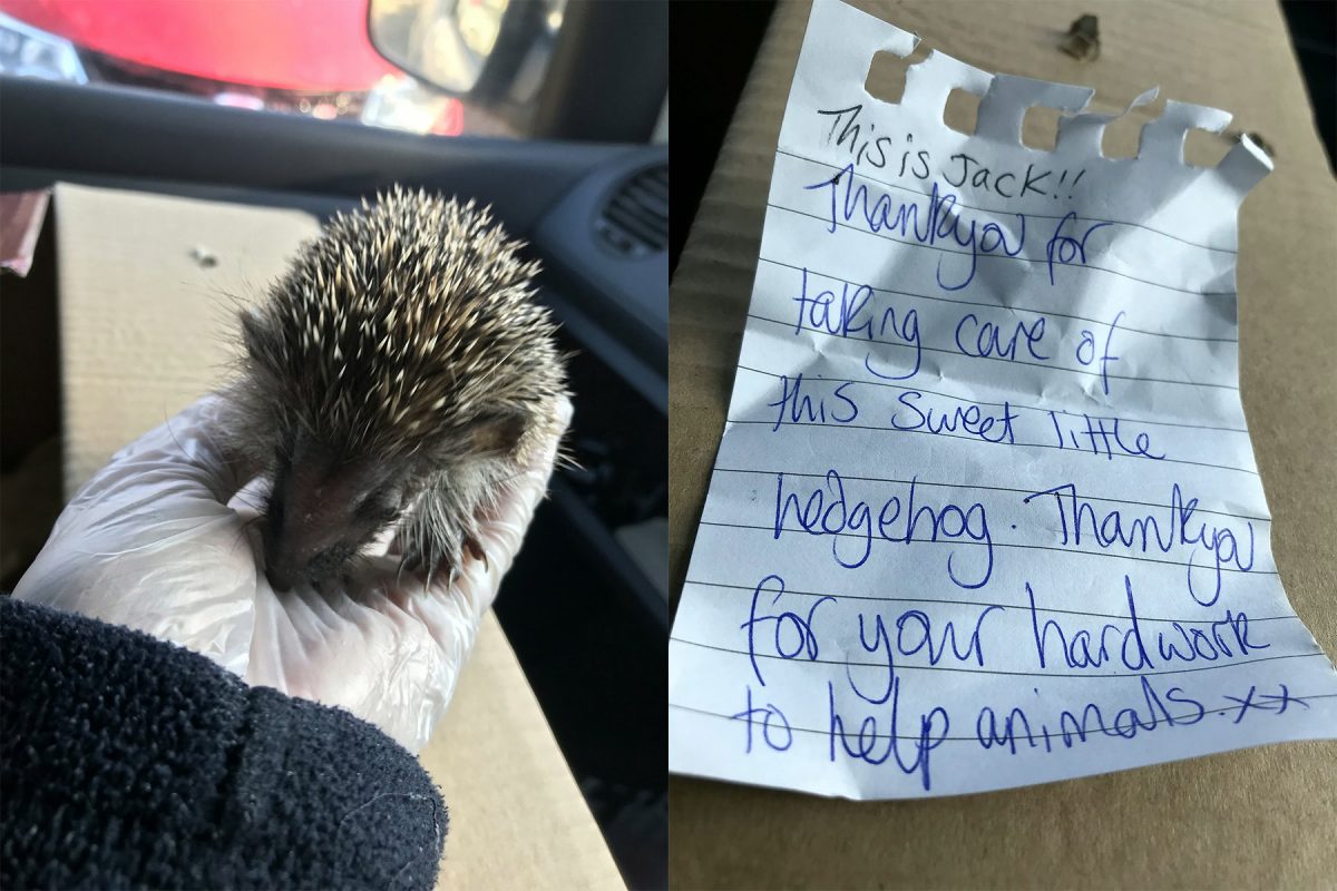 Heart-warming note left for animal rescuers who went to collect poorly hedgehog