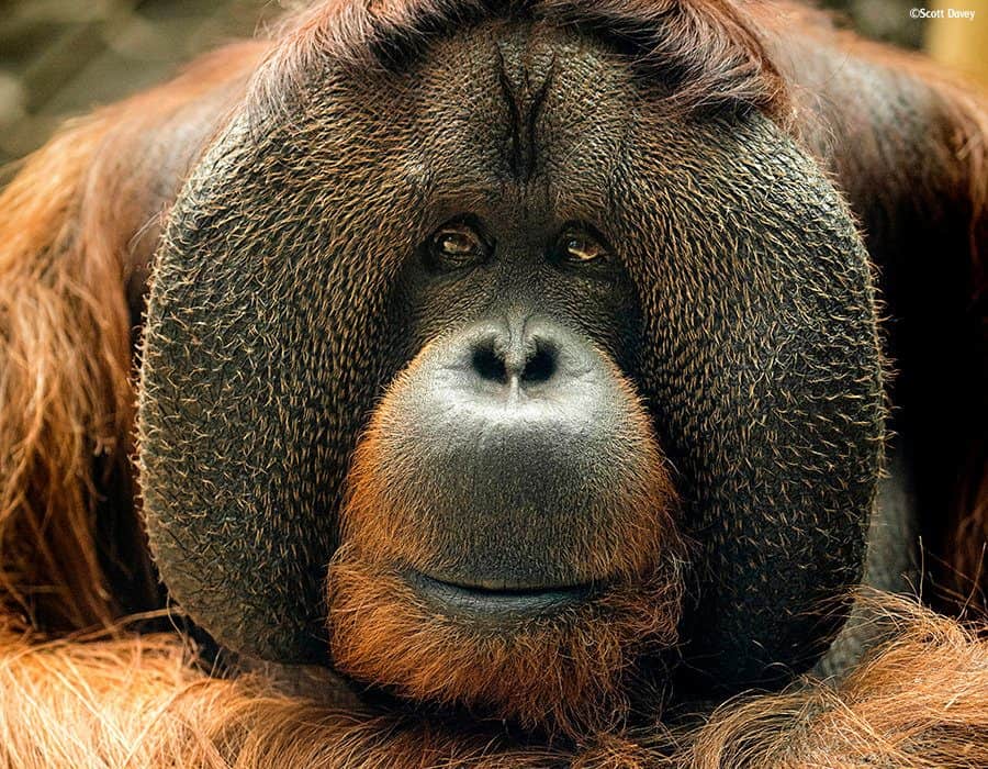 One of Britain’s most famous orangutans has died