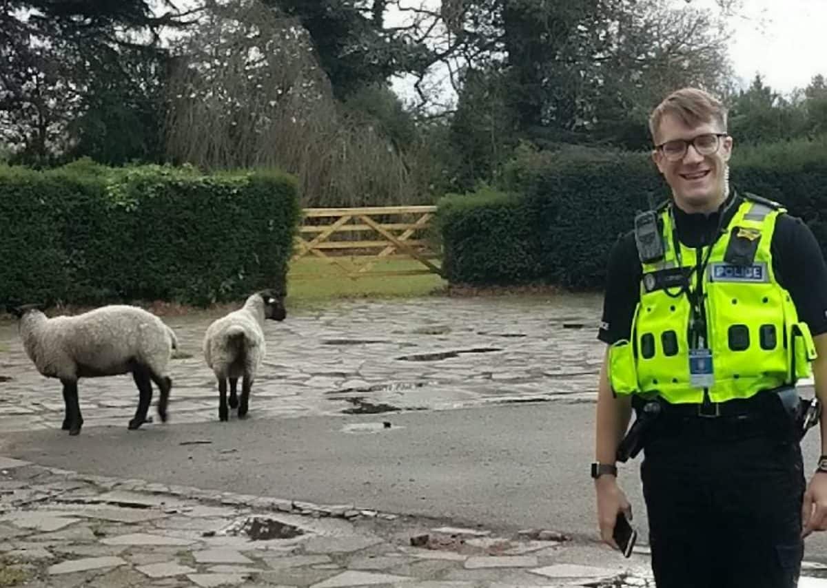 BREAKING BAA-D – Police given runaround by two loose sheep spotted running along main road