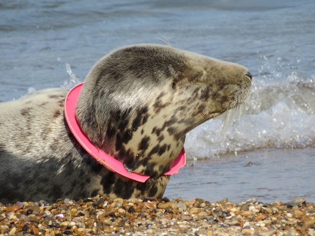 Another seal found with plastic frisbee round its neck