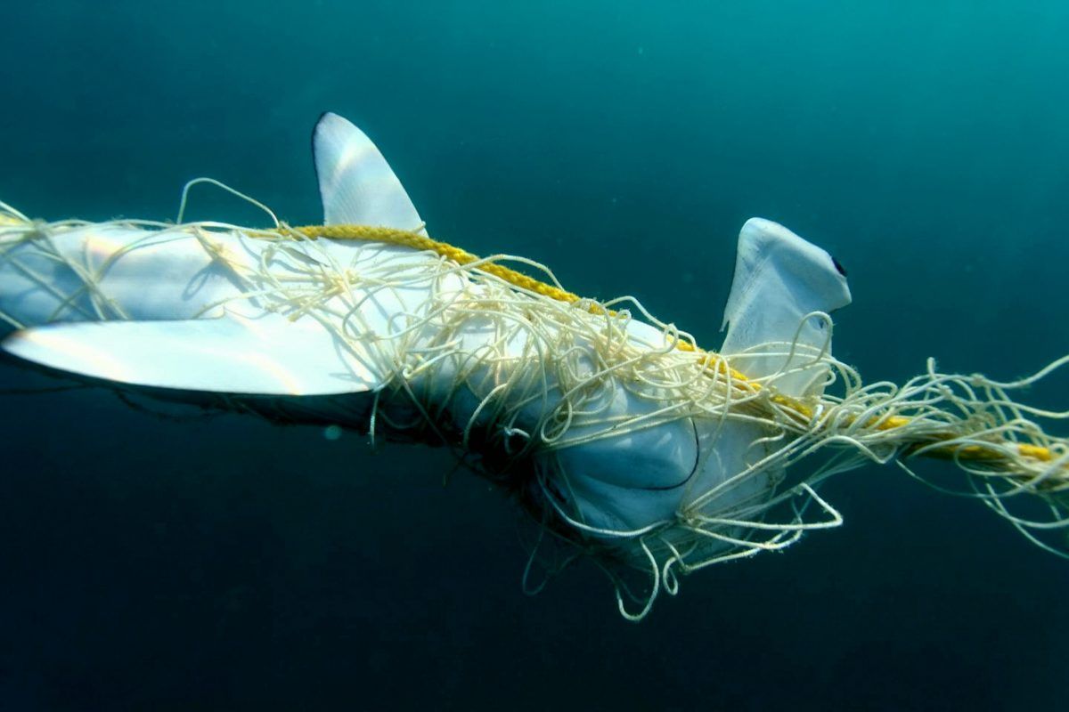 Sharks ‘disappearing from Great Barrier Reef due to expansion of nets to protect swimmers’