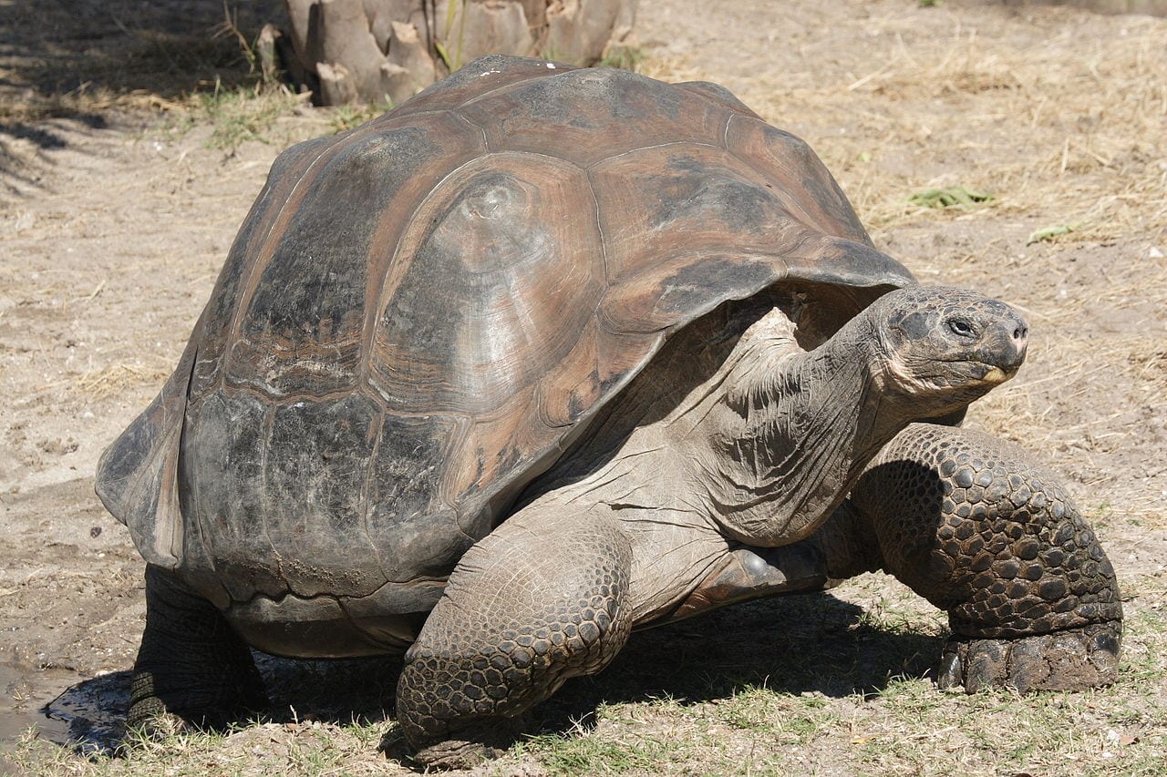 Galapagos tortoises may hold the key to finding a cure for cancer