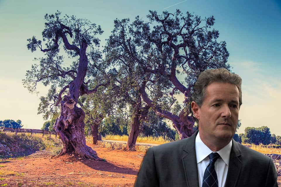 Piers Morgan hilariously trolled over EU olive tree tweet