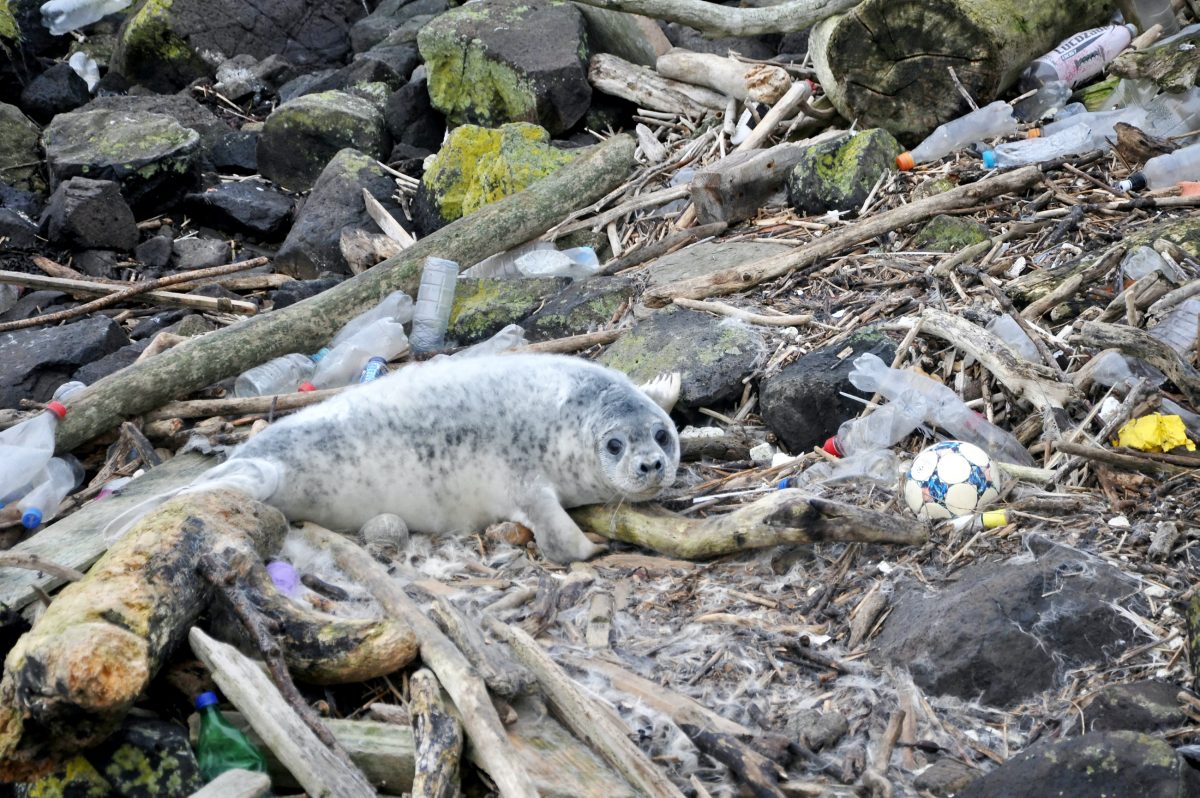 People ‘ingest 50,000 tiny bits of plastic every year through food and drink’