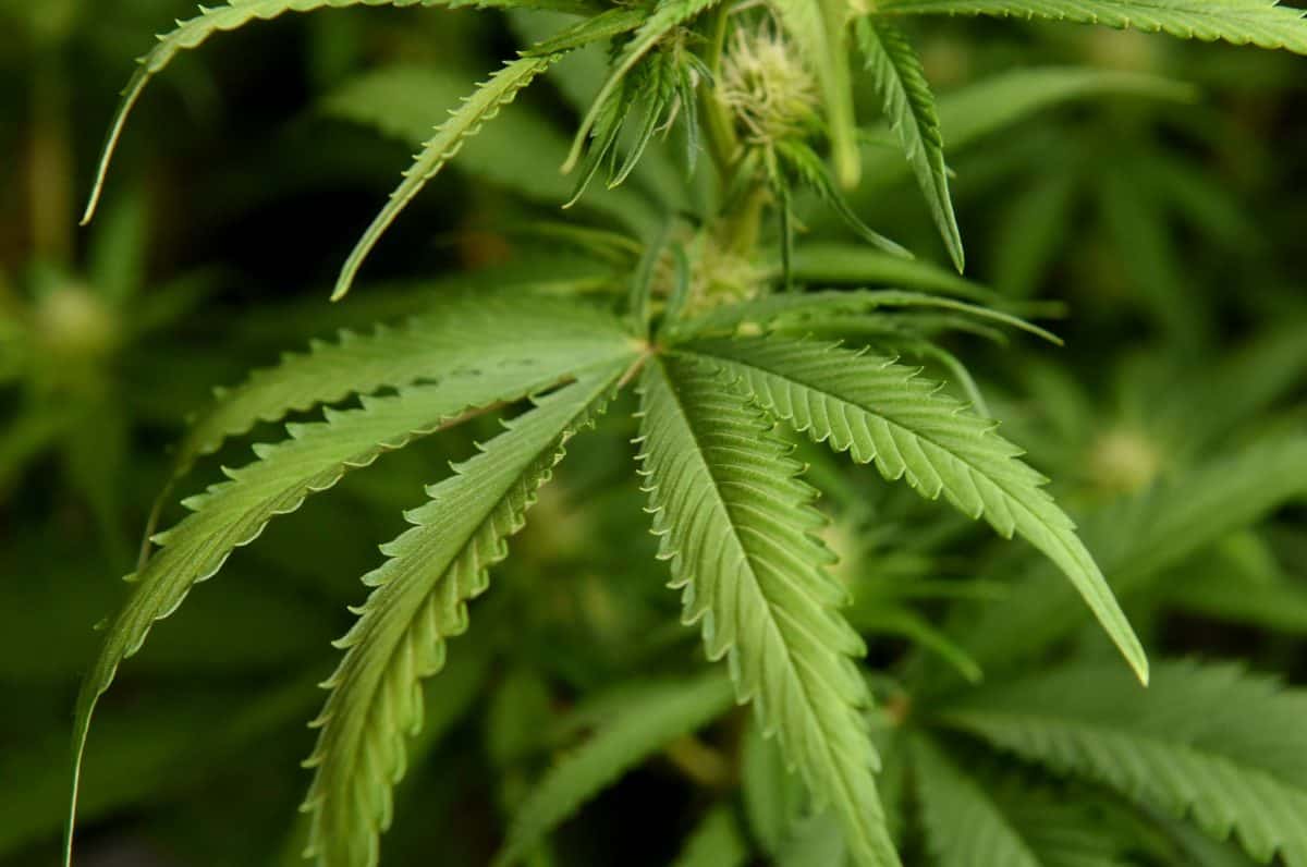 Britain’s first legal cannabis farm given planning permission