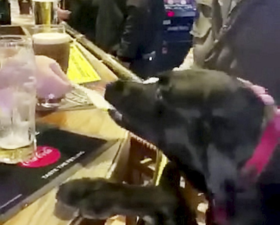 Watch – Hilarious moment a DOG goes to the bar to order drinks