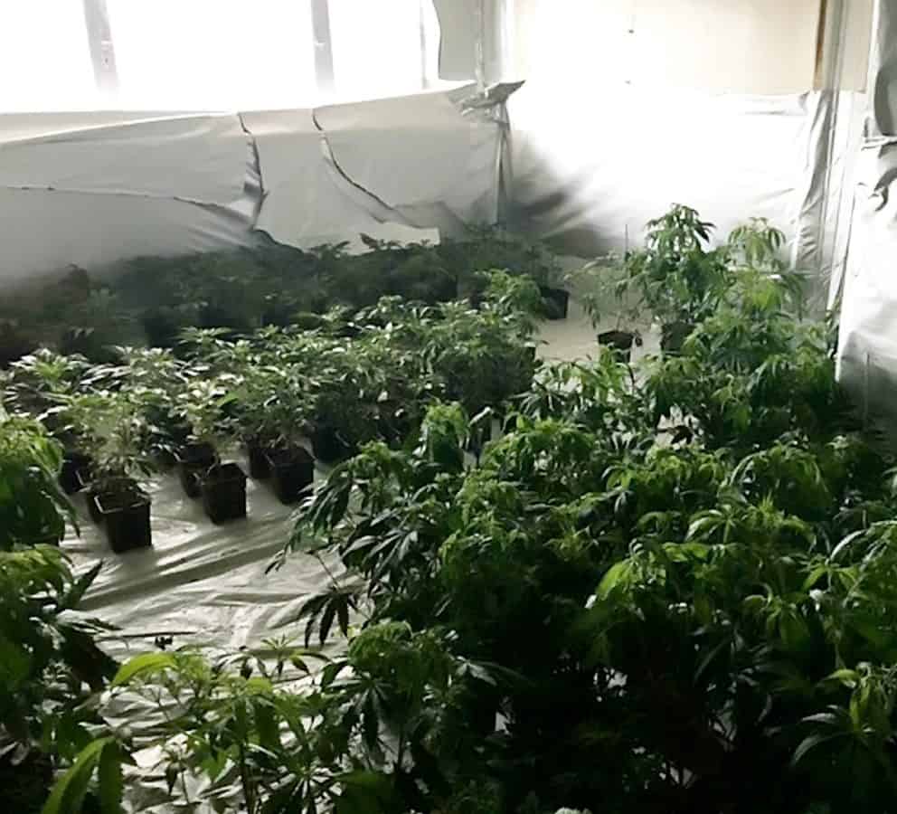 Five arrested as £500K cannabis plants found in tower block swoop