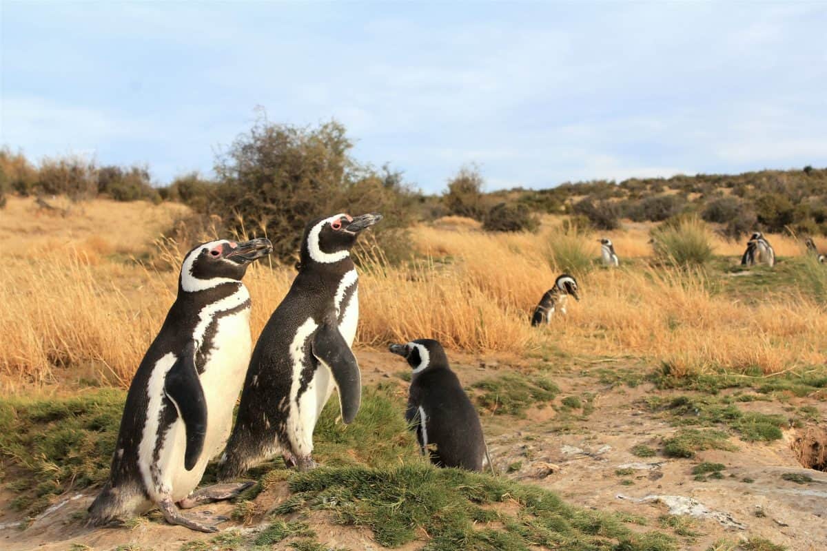 BEAK-CAUSE I LOVE YOU – Penguins ‘split from partners for winter – but still remain faithful’