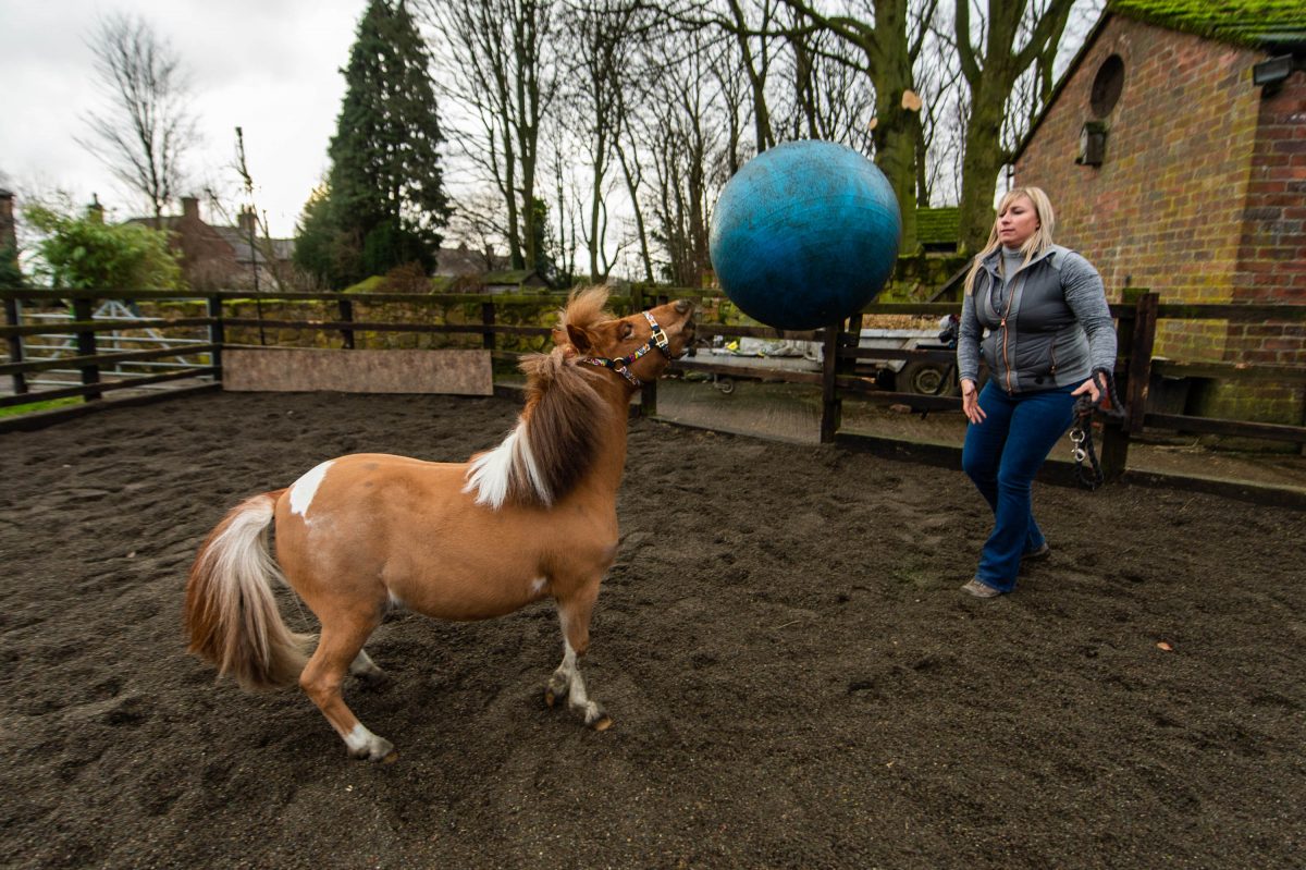 Pony owner offered the colt’s services to Huddersfield Town – after he became obsessed with playing FOOTBALL