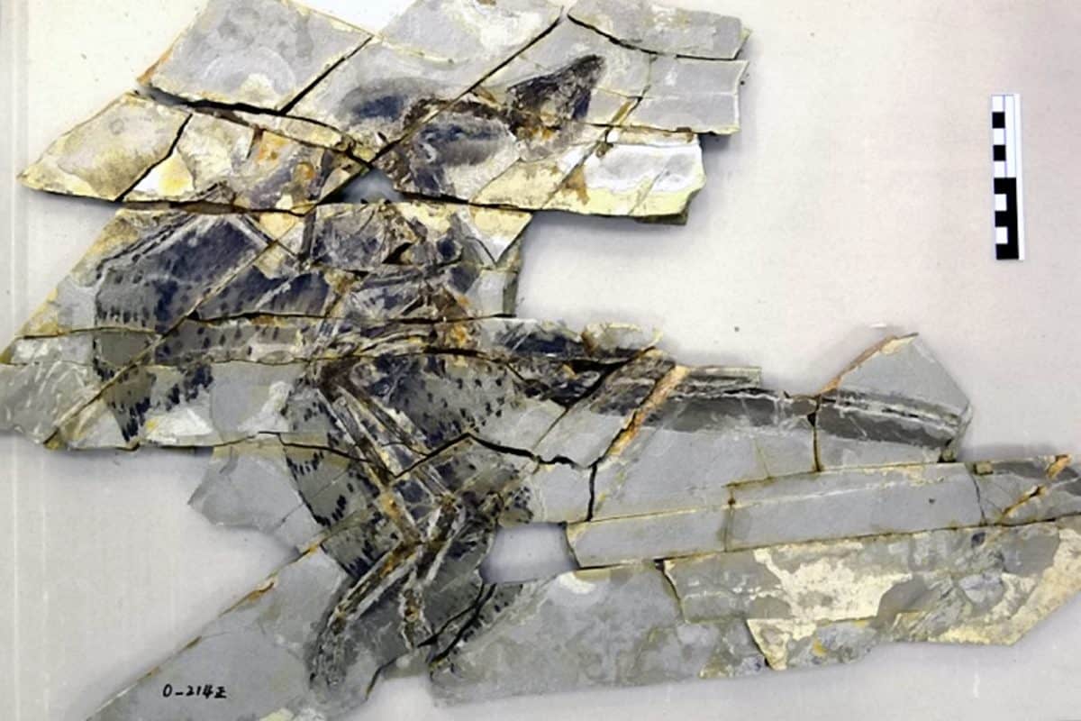 Feathers from four-winged dinosaur shed fresh light on evolution of flight