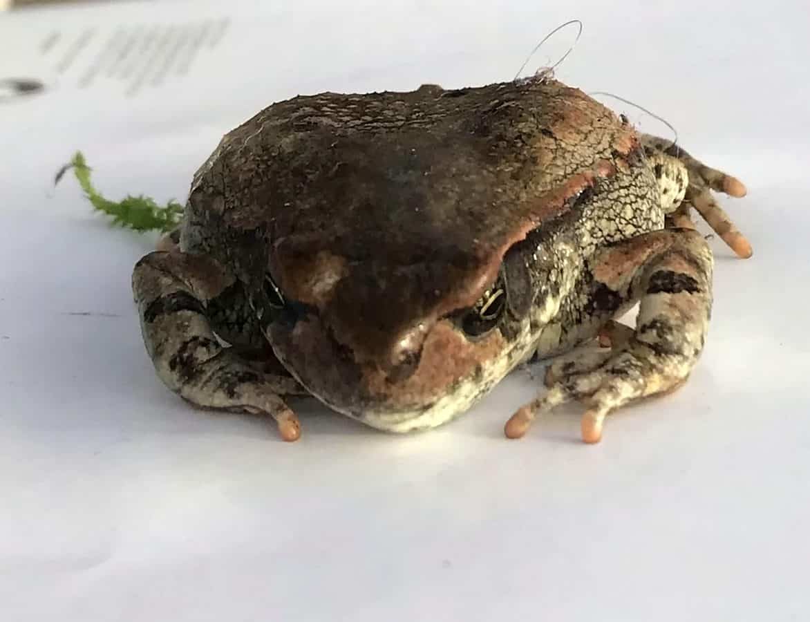 Frog hitches a lift with a tourist to their home 8,000 miles away in Nottinghamshire