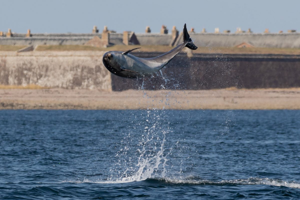 Pics show playful dolphins jumping 8ft in the air at Highlands beauty spot