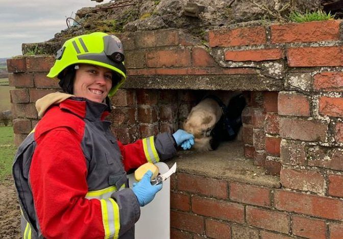 A horse with a nose for trouble found itself stuck in a World War Two pillbox