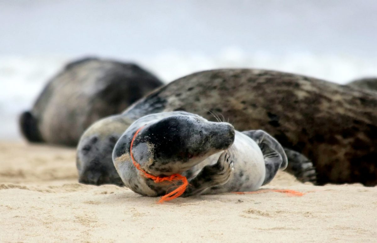 Heart-breaking image shows seal entangled in micro-netting