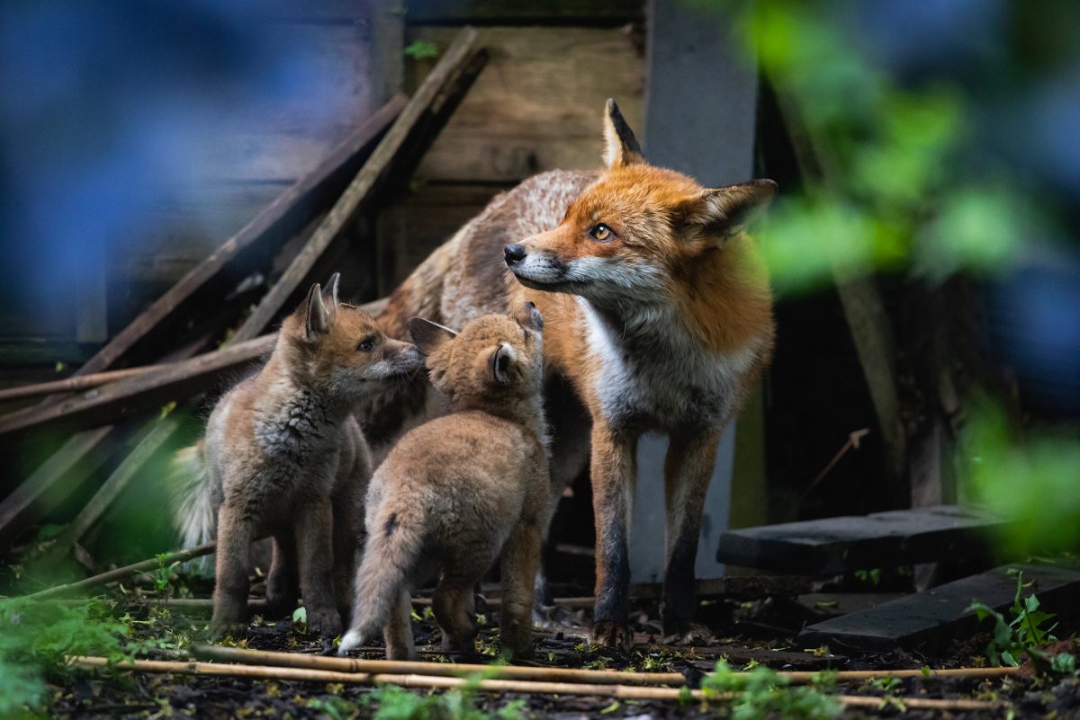 Photographer who snaps exotic animals all over world captured these amazing images of urban foxes in Peckham back garden