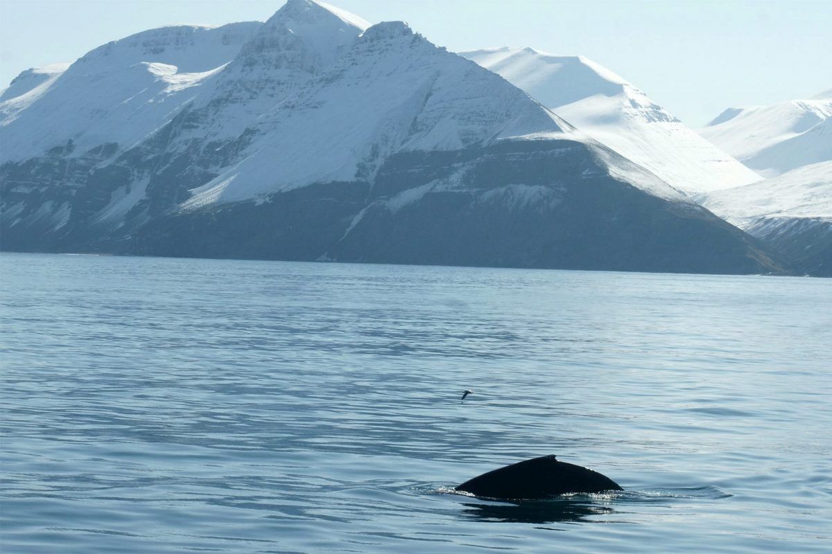 More than a dozen distinct phrases and themes identified in whale songs