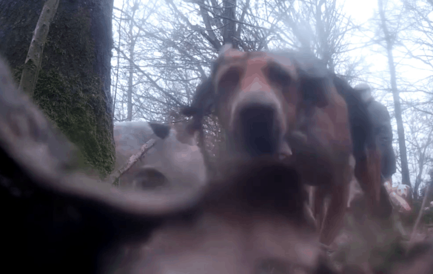 Secret footage of fox thrown for dog pack captures “concrete proof of illegal hunting”