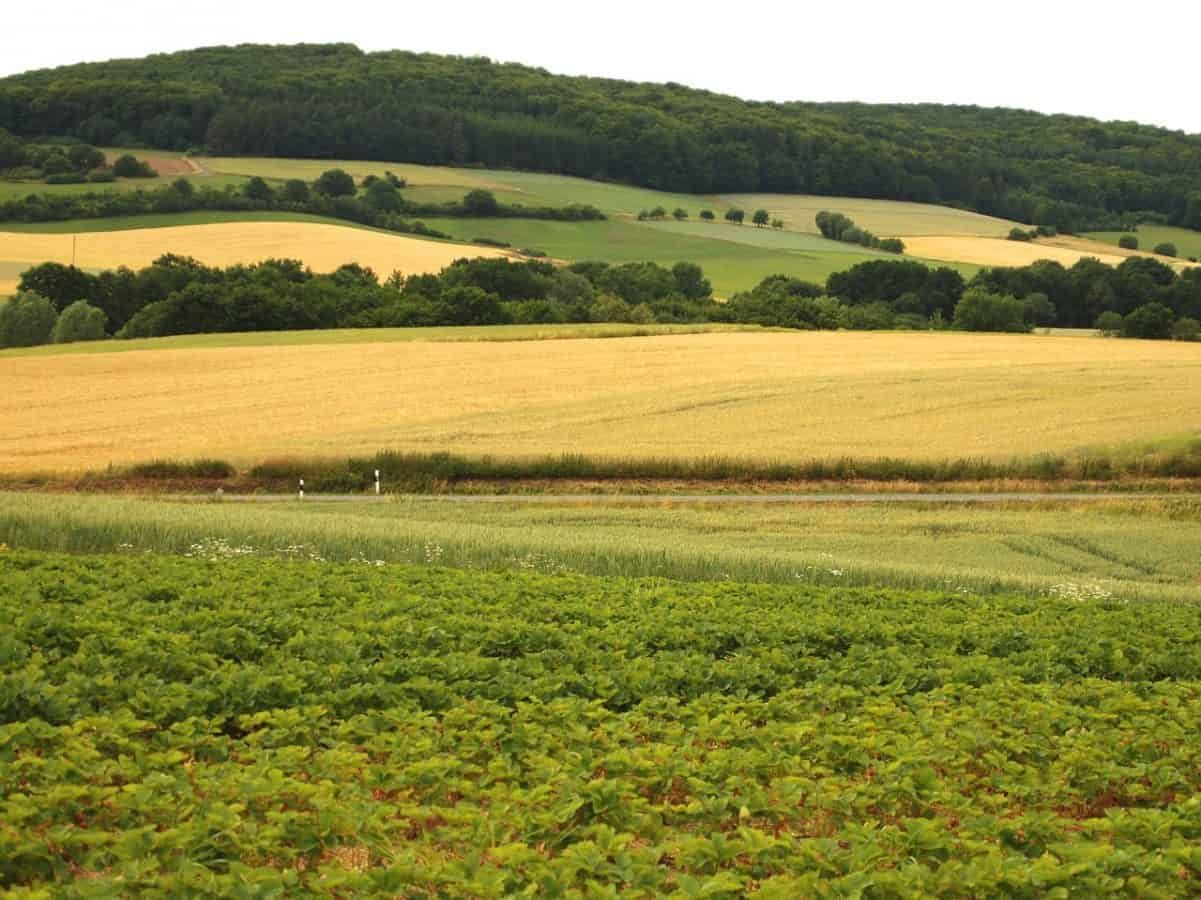 Bumper British strawberry crop may rot as EU pickers stay away