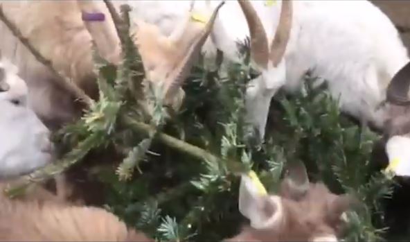 Watch: city farm goats love munching on Christmas Trees
