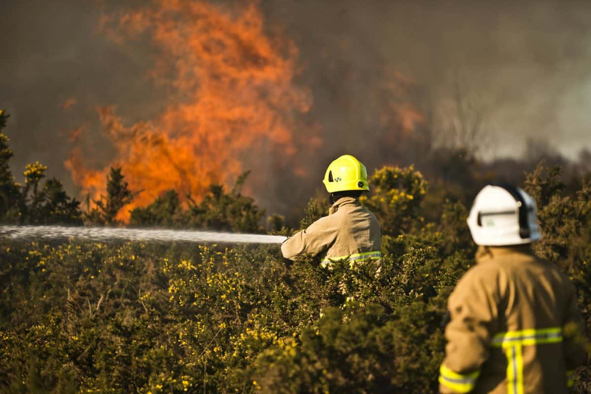 Forest has gone up in flames on the hottest February day on record