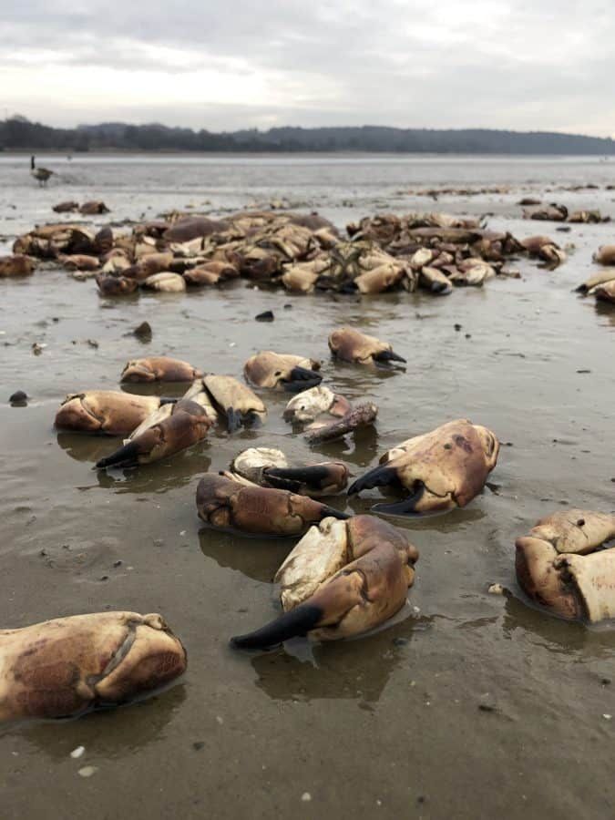 Mystery as man discovers over 200 dead crabs washed up on shore