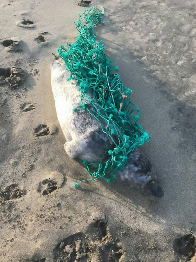 These horrific photos show a young seal which died after becoming entangled in fishing netting