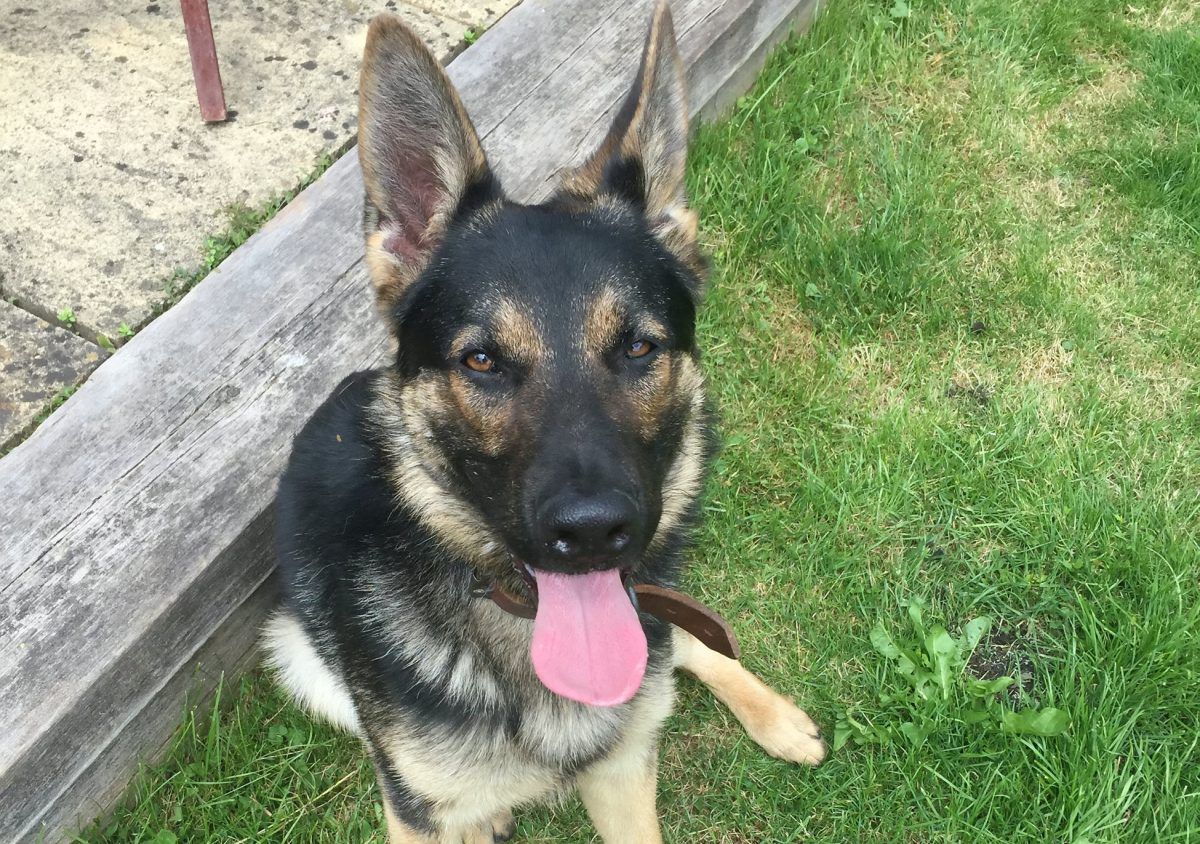 Hero police dog helped arrest car thief despite having his head repeatedly slammed in door