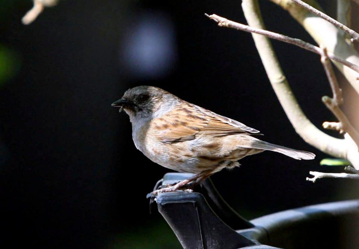US and Canada have lost more than one in four birds – almost three billion in just 50 years