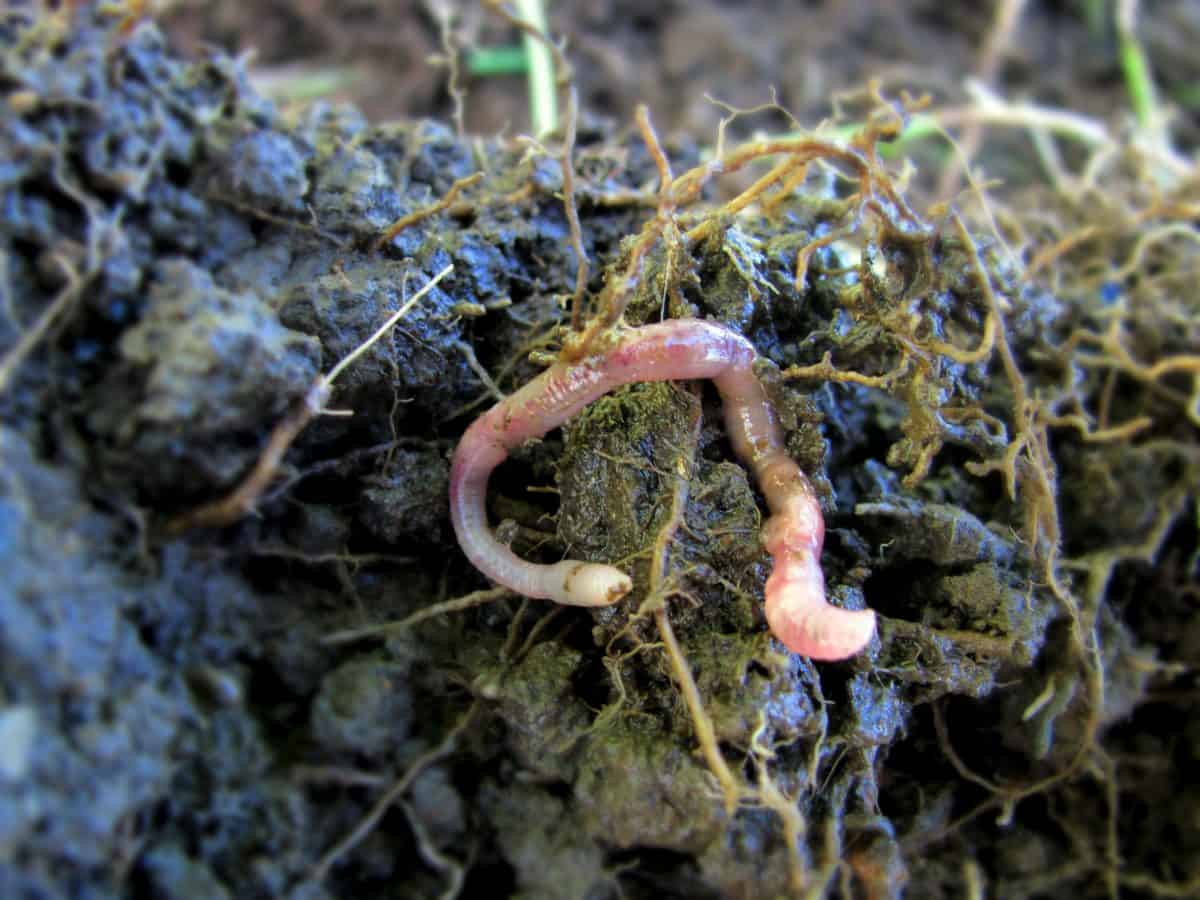 Britain’s WORM population is in decline which is also hitting bird numbers