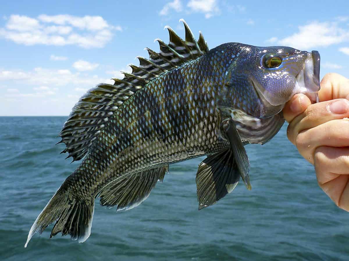 Fish - stock image