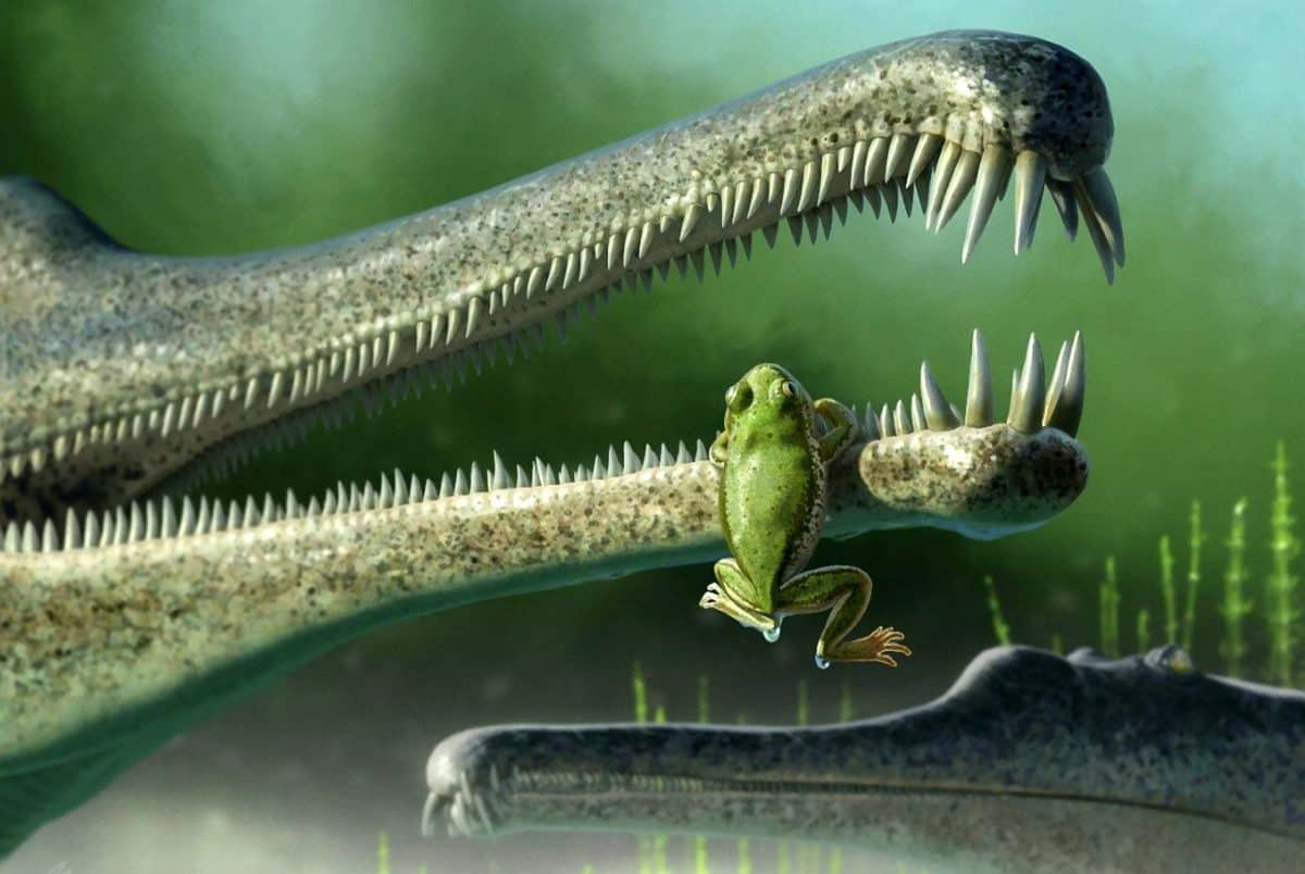 Remains of some of the frog’s oldest relatives – who lived around 216 million years ago – unearthed