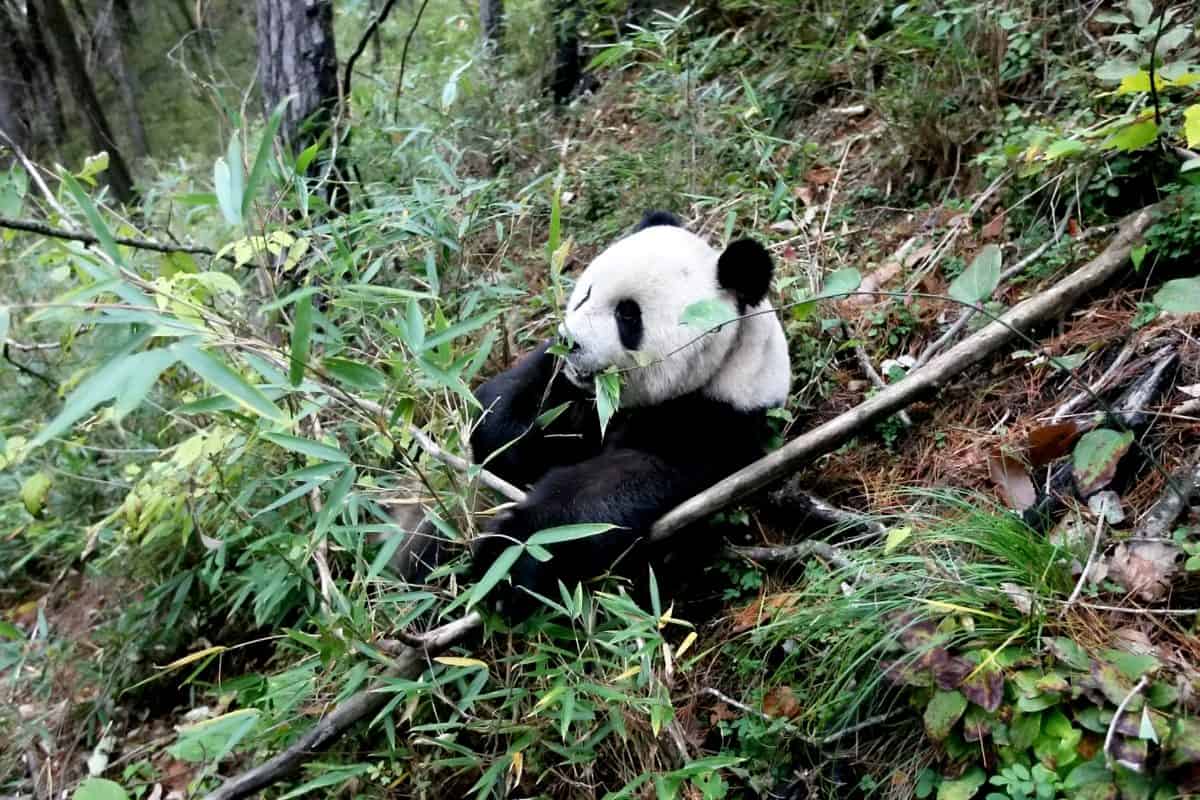 Большая панда сколько живут. Панда на бамбуке. Древняя Панда. Древние панды. Предки панд.