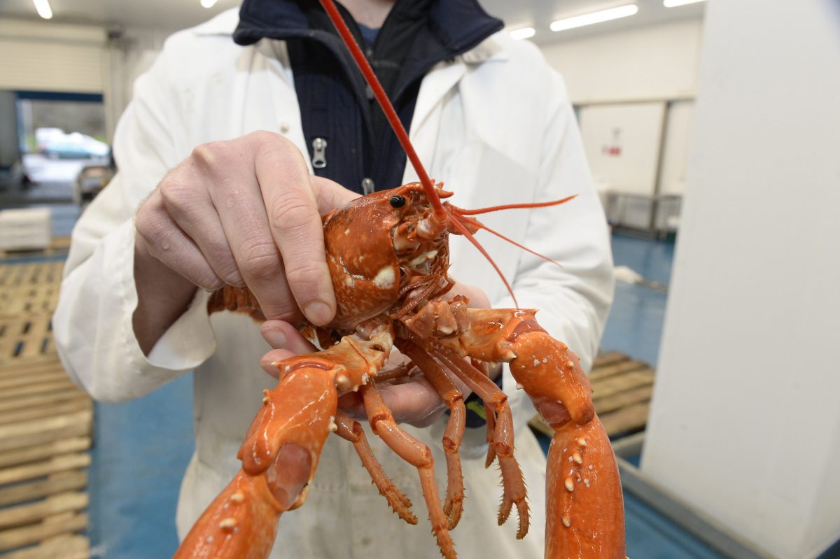 lobster saved from the boiling pot – because it is a rare one-in-30 million GOLDEN colour