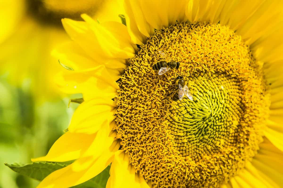 UN-BEE-LIEVABLE – Honeybees can do MATHS, reveals new study