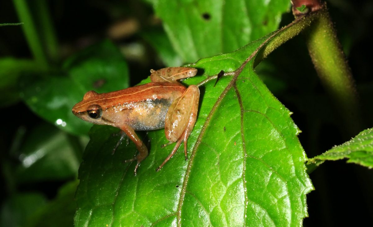 New frog species discovered on remote Ethiopian mountain
