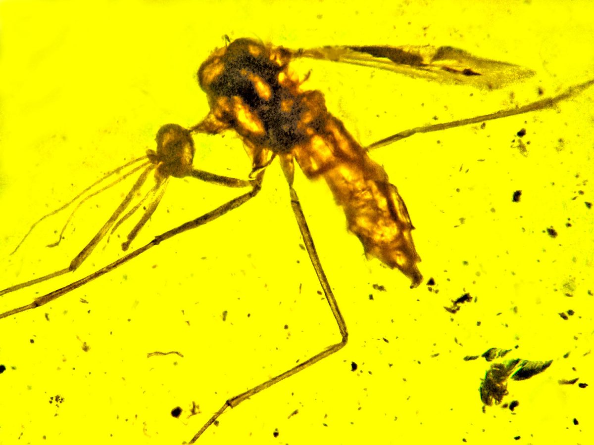 Mosquito dating back to age of dinosaurs found preserved in amber & it might have carried malaria