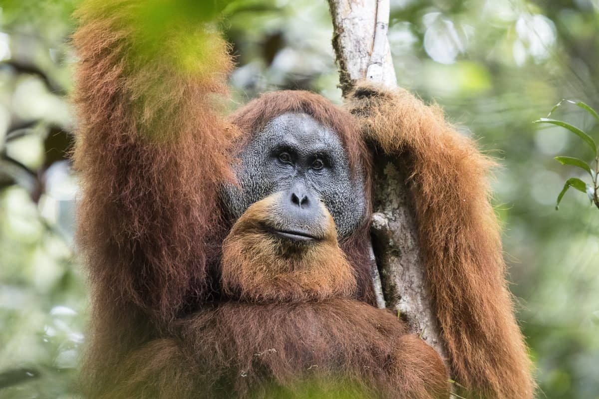 Species of orangutan discovered less than two years ago ALREADY at risk of extinction