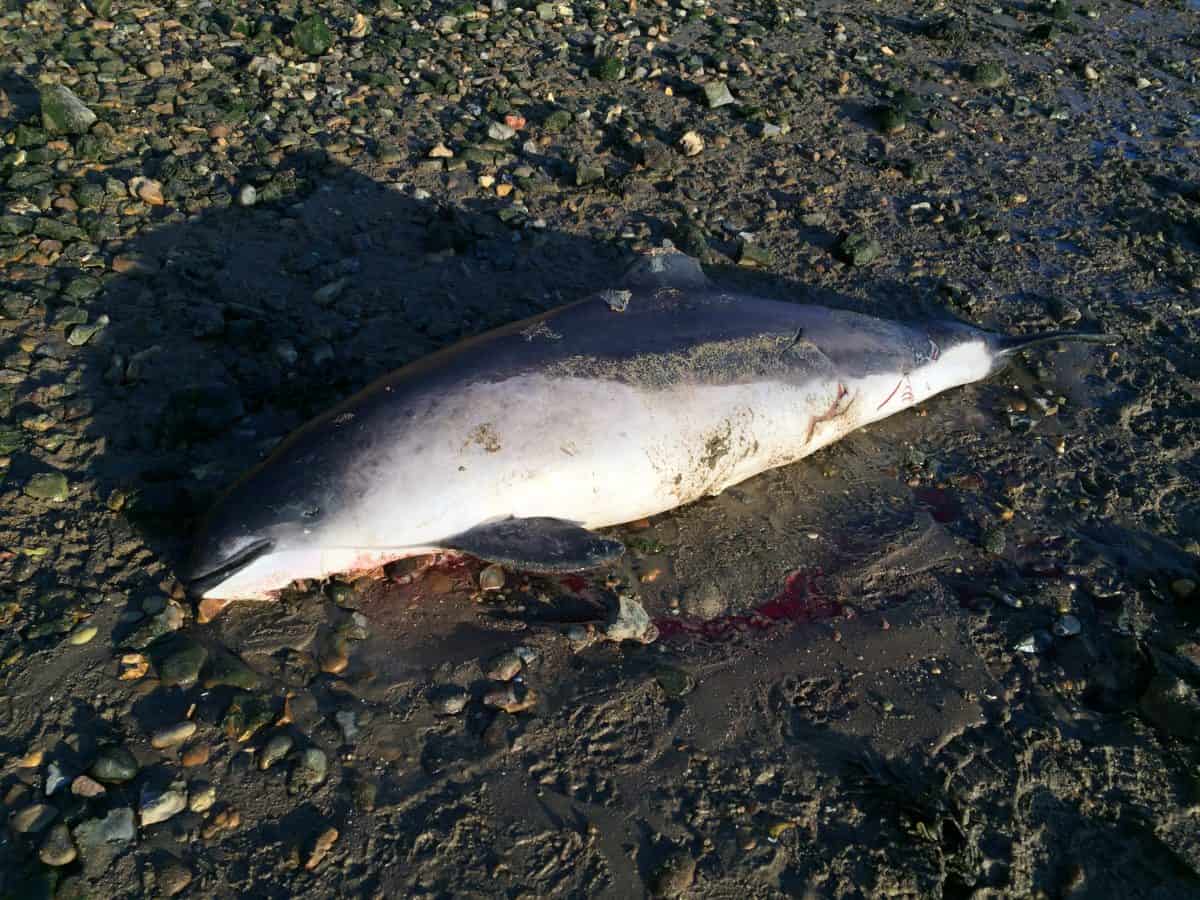 Marine experts fear dead porpoise washed up on beach may have been killed by seal