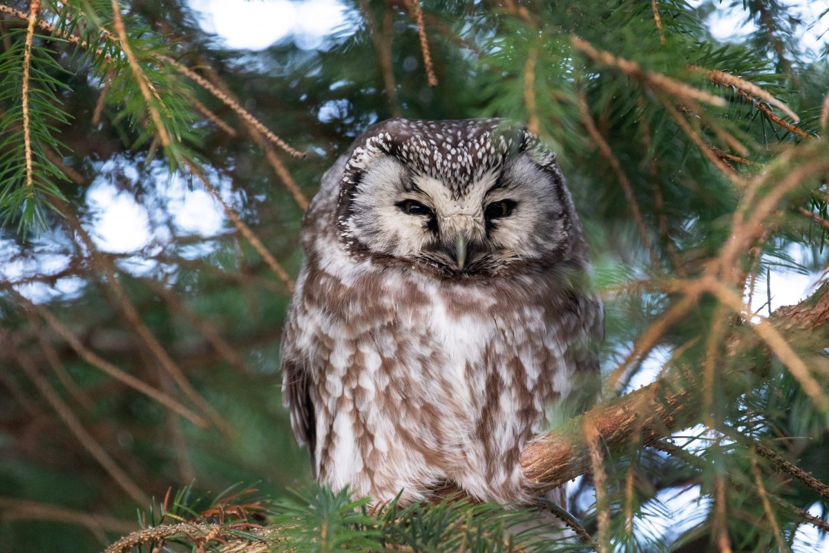 One of the world’s most elusive OWLS has been pictured